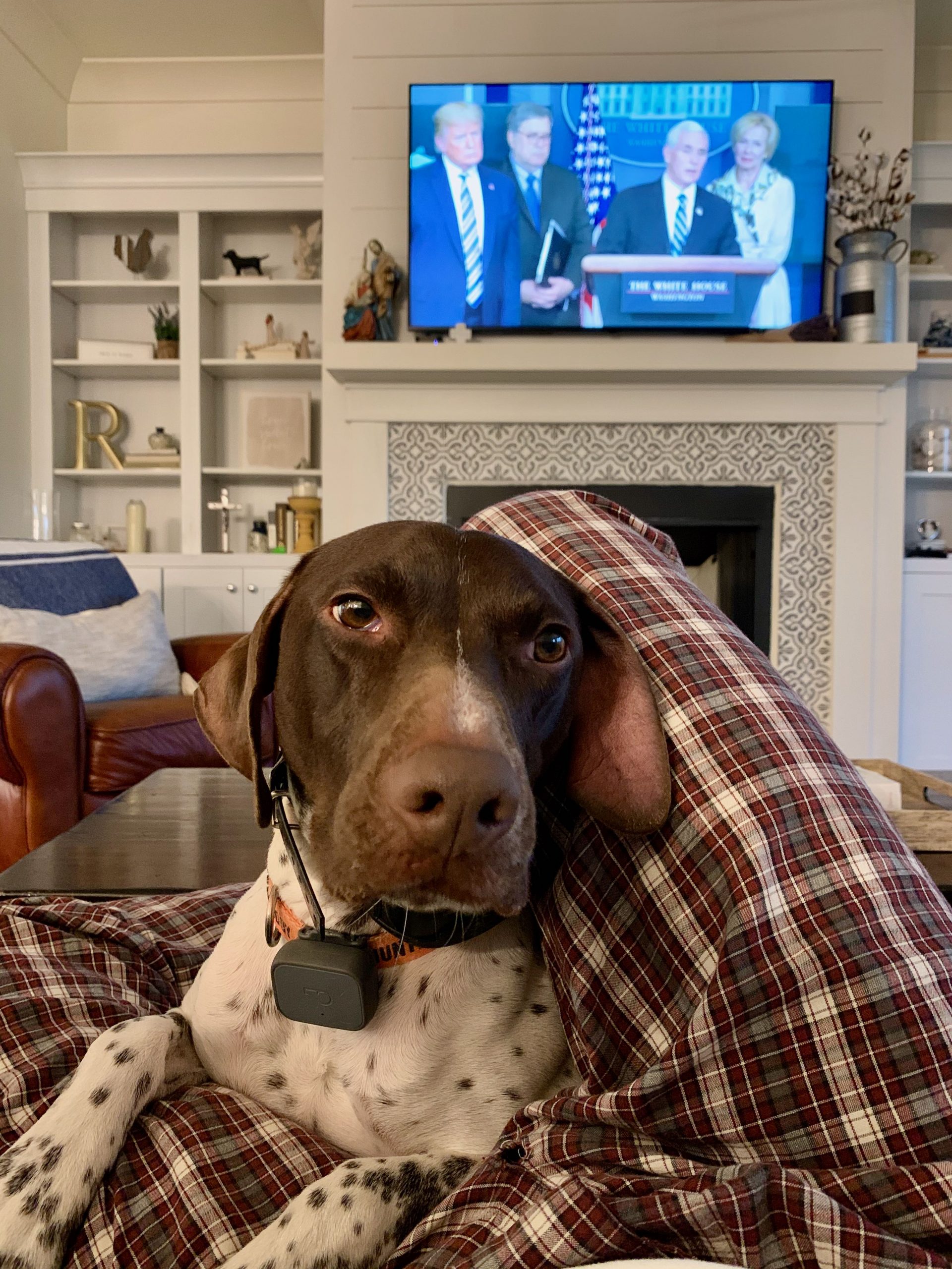 Benelli is Here – Home of Ben the Supper GSP!